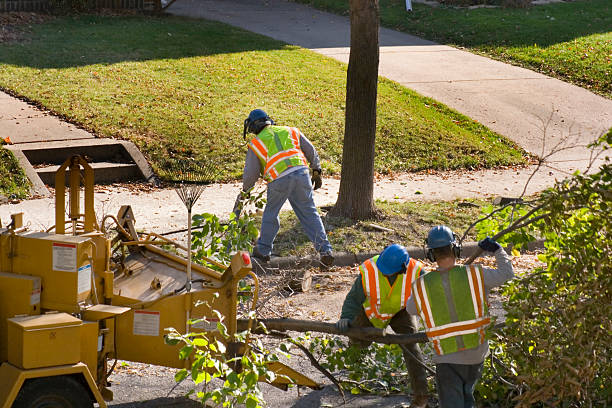 Professional Tree Removal and Landscaping Services in Ellwood City, PA